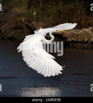 Great White Egret, Ardea alba gleiten ein und landen in den Schals auf einem Salzmarschen mit ausgestreckten Flügeln. In Lodmoor UK eingenommen Stockfoto