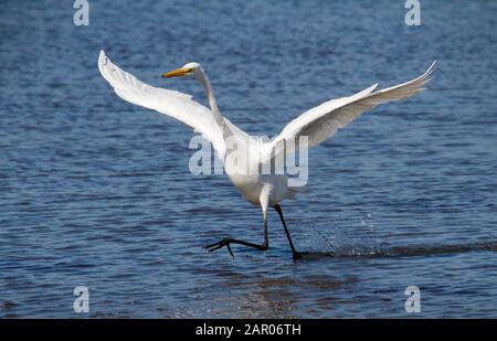 Great White Egret, Ardea alba, Streifen, laufen, gehen durch die Schals auf der Suche nach Essen mit ausgestreckten Flügeln. In Lodmoor UK eingenommen Stockfoto