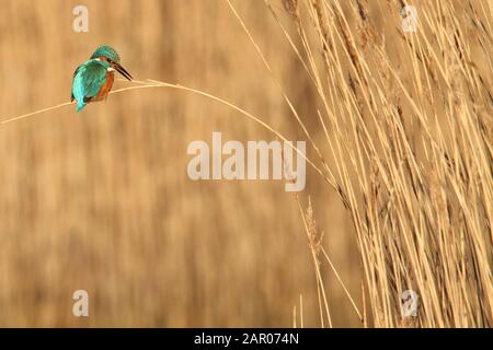 Einsamer Kingfisher, Alcedo atthis, ruft mit geöffnetem Schnabel, während er auf einem Schilf in einem Schilfbett thront. Aufgenommen bei Stanpit Marsh UK Stockfoto