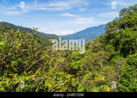 Grünen und dichten tropischen Regenwald in Panama Stockfoto