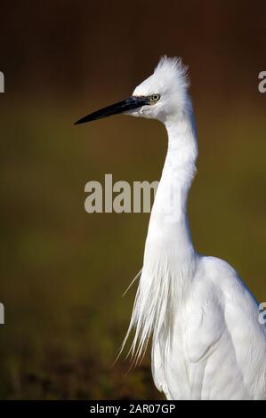 Profil von ein wenig Egret, Egretta garzetta, hoch stehend, mit seinem Scheitel und den Brustfedern vor einem diffusen Hintergrund. Stanpit Marsh UK Stockfoto