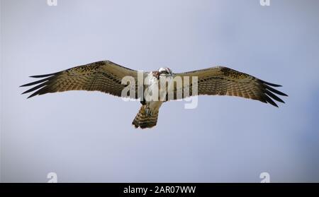 Osprey, Pandion haliateus, fliegend am Himmel, mit ausgestreckten Flügeln auf der Suche nach Nahrung über dem Meer. Aufgenommen bei Stanpit Marsh UK Stockfoto