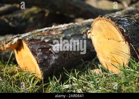 Auf dem Gras liegt ein gesägter Stamm oder Äste eines alten Baumes Stockfoto