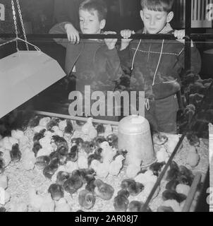 Geflügelausstellung in Utrechter, zwei Jugendliche Besucher am Küken Datum: 8. november 1962 Ort: Utrechter Schlüsselwörter: Besucher, Ausstellungen Stockfoto