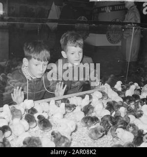 Geflügelausstellung in Utrechter, zwei Jugendliche Besucher am Küken Datum: 8. november 1962 Ort: Utrechter Schlüsselwörter: Besucher, Ausstellungen Stockfoto