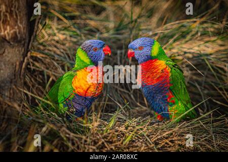 Ein Paar bunte Regenbogenlorikeets, blaue, orangefarbene, grüne und gelbe Papageien mit roten Augen und Schnabel, die an einem sonnigen Tag auf trockenem braunem Gras sitzen. Stockfoto