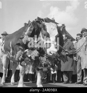 Miss rund 1962 am Schlachthof in Amsterdam Datum: 12. april 1962 Ort: Amsterdam, Noord-Holland Schlüsselwörter: Schlachthöfe, Tiere Stockfoto