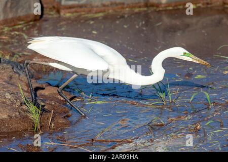 Western Great Egret in der Hochsaison im Kruger National Park, Südafrika Stockfoto