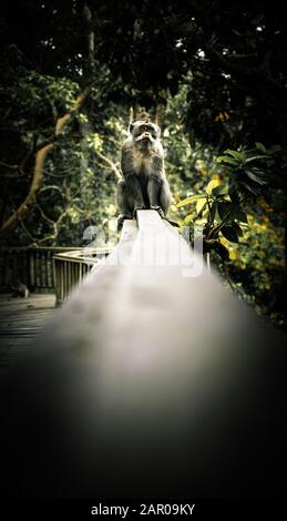 Affe mit Blick auf die Kamera, während sie auf einem Geländer sitzt, Bali Stockfoto