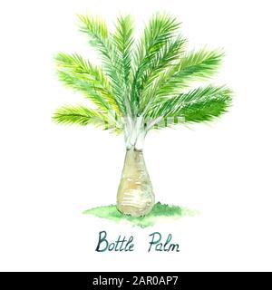 Isoliert auf weißer Flasche Palmenbemalung, Illustrationsdesign Element für Einladung, Karte, Druck, Poster Stockfoto