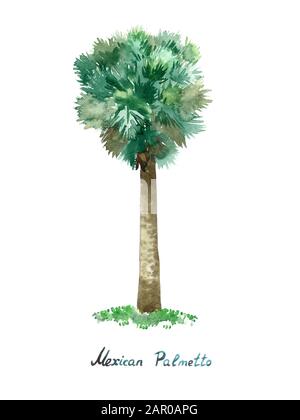 Isoliert auf Weiß, Sabal mexicana (Mexikaner, Rio Grande, Texas Palmetto, Texas sabal Palm, Palmetto Kohl, palma de mícharos) Aquarellgemälde Stockfoto