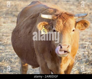 Rind - einzelne braune Kuh auf einem Feld Stockfoto