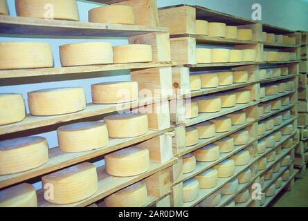 Mandschego-Käse in der Käserei. Provinz Ciudad Real, Castilla La Mancha, Spanien. Stockfoto