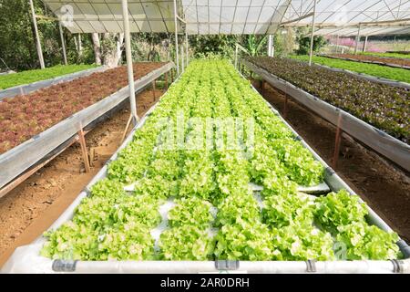 Hydroponische farm Salat Pflanzen auf dem Wasser ohne Boden Landwirtschaft im Gewächshaus Bio Gemüse Hydrokultursystem junge und frische grüne Eiche Kopfsalat Stockfoto