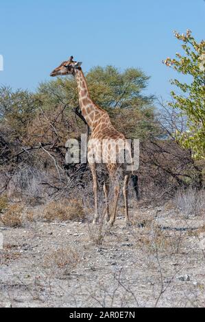 Angolas Giraffa giraffa Giraffen - angolensis - Essen aus dem Gebüsch auf den Ebenen von Etosha Nationalpark in Namibia. Stockfoto