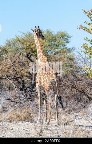 Angolas Giraffa giraffa Giraffen - angolensis - Essen aus dem Gebüsch auf den Ebenen von Etosha Nationalpark in Namibia. Stockfoto