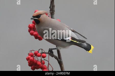 Bohemian Waxwing, Bombycilla garrulus beim Essen von Rowan-Beeren Stockfoto