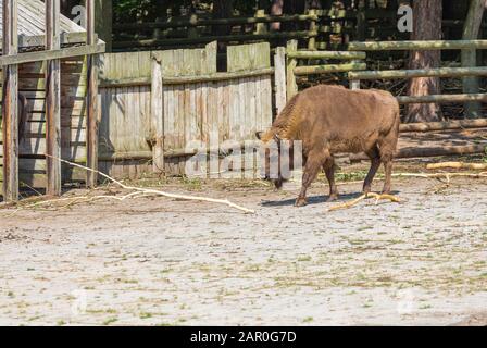 Der Europäische Bison (Bison-Bonasus), auch Wisent oder europäischer Holzbison genannt, ist eine eurasische Bison-Art Stockfoto