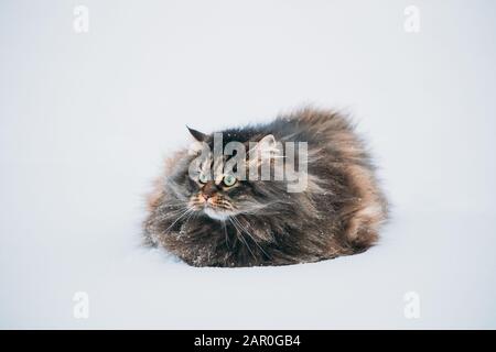 Lustig flauschige Sibirische Katze Kitty in Verschneiten Schneeverwehungen im Winter Park. Wunderschöne Adorable Russische Rasse Kat. Beliebtes Haustier. Stockfoto