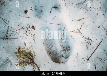 Imprint Of An Elk Trail On Snow. Moose Trail Auf Forest Ground In Der Wintersaison. Weißrussland Oder Europäischer Teil Russlands Stockfoto