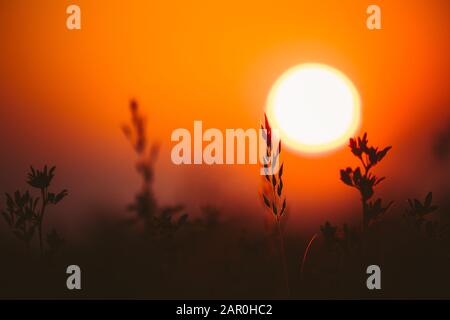 Sommer Sonne durch Junge Gras sprossen. Sonnenuntergang Sonnenaufgang Sun Close up. Stockfoto