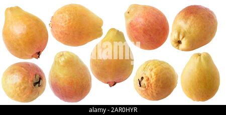 Isolierte Guava. Sammlung von ganzen gelben Guava-Früchten, isoliert auf weißem Hintergrund mit Beschneidungspfad Stockfoto