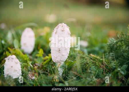 Weißrussland, Europa. Coprinus Comatus, The Shaggy Ink Cap, Lawyer's Wig oder Shaggy Mane, Ist EIN häufiger Pilz, Der Häufig Auf Rasen Entlang Der Gravel Road Wächst Stockfoto