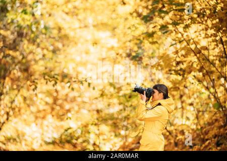 Aurlandsfjellet, Norwegen. Junge Frau Touristenfotograf Fotografieren Fotos Vom Yellow Forest Park Im Herbst. Lady Walking In Fall Park With Yellow F. Stockfoto