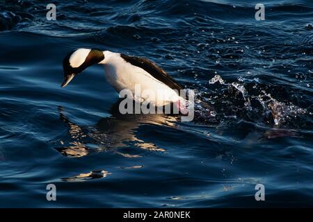 Drake bufflehead Duck Diving in Sheepshead Bay Stockfoto