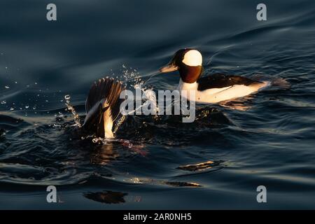 Drake bufflekead Duck Schwimmen in Sheepshead Bay Stockfoto