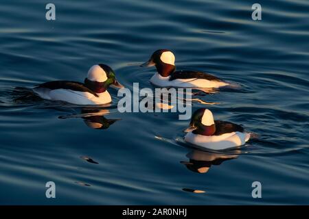 Drake Bufflehead Enten schwimmen in Sheepshead Bay Stockfoto