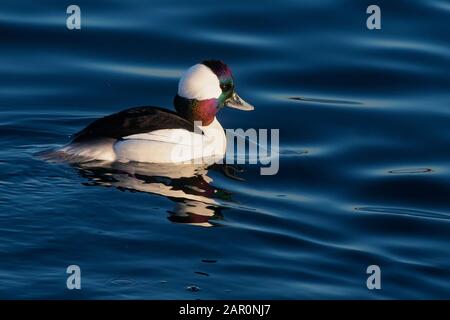 Drake bufflekead Duck Schwimmen in Sheepshead Bay Stockfoto