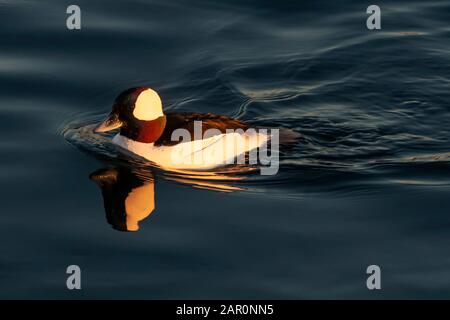 Drake bufflekead Duck Schwimmen in Sheepshead Bay Stockfoto