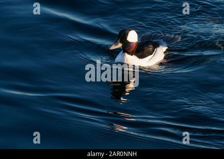 Drake bufflekead Duck Schwimmen in Sheepshead Bay Stockfoto