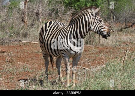 Burchells Zebra in Bushveld (Equus burchelli), Kruger National Park, Mpumalanga, Südafrika. Stockfoto