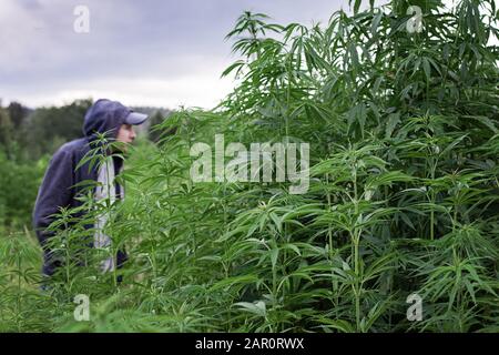 Mann das Marihuana in den Bereichen cannabis Verarbeitung Stockfoto