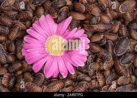 GERBERA Daisy, einfach rosa, alias TRANSVAAL DAISY, umgeben von orangen, gefleckten Roaches (Blaptica dubia). Stockfoto