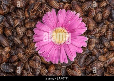 GERBERA Daisy, einfach rosa, alias TRANSVAAL DAISY, umgeben von orangen, gefleckten Roaches (Blaptica dubia). Stockfoto