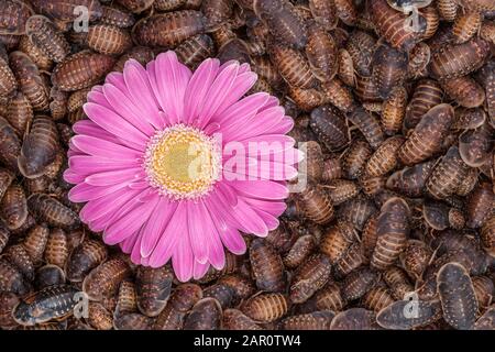 GERBERA Daisy, einfach rosa, alias TRANSVAAL DAISY, umgeben von orangen, gefleckten Roaches (Blaptica dubia). Stockfoto