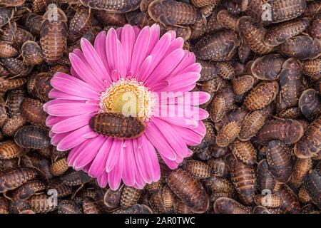 GERBERA Daisy, einfach rosa, alias TRANSVAAL DAISY, umgeben von orangen, gefleckten Roaches (Blaptica dubia). Stockfoto