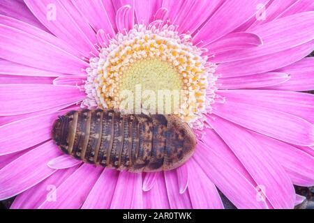 Einzelne rosafarbene GERBERA DAISY alias TRANSVAAL DAISY mit einem einzigen orangen, gepunkteten Roachen (Blaptica dubia). Stockfoto