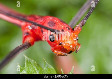 Peruanisches Stockinsekt (Oreophoetes peruana) Helles rotes Männchen. Diese Art ernährt sich von Farnen in Peru und Ecuador. Stockfoto