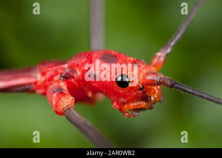 Peruanisches Stockinsekt (Oreophoetes peruana) Helles rotes Männchen. Diese Art ernährt sich von Farnen in Peru und Ecuador. Stockfoto