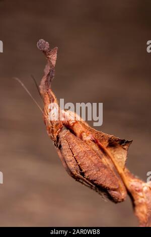 Ghost Mantid (Phyllocrania paradoxa) Diese Art ist in Afrika heimisch und ist eine großartige Nachahmung von Totenblättern. Stockfoto