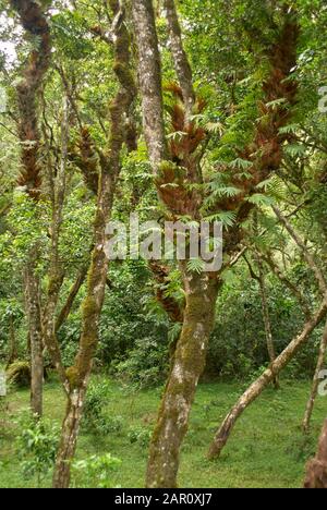 Regenwald am Berg Meru Stockfoto