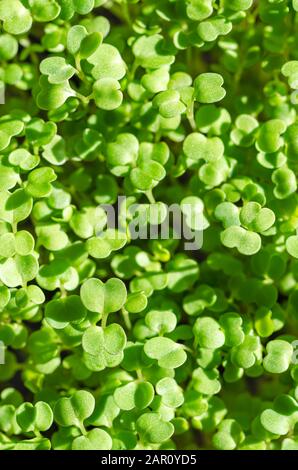 Arugula sprießt bei Sonnenlicht von oben. Sproutingrakete, Eruca vesicaria, auch Gartenrakete genannt. Grüne Sämlinge und junge Pflanzen. Stockfoto