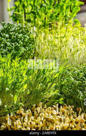 Mischung aus sprießenden Mikrogrüns im Sonnenlicht. Triebe von Schneehöhen, Gartenkresse, grünen Linsen, Hirse, Arugula und Mungbohnen. Stockfoto