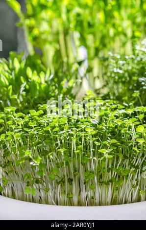 Microgreens in Schüsseln im Sonnenlicht. Sprösslinge aus Arugula, Gartenkresse, Hirse und Schneehöhen. Vorderansicht von grünen Sämlingen und jungen Pflanzen. Stockfoto