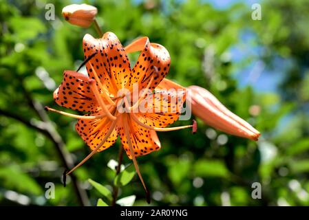 Blüte der Tiger-Lilie. Wunderschöne orangefarbene Blume mit schwarzen Punkten in der Blüte unter einer hellen Sommersonne. Natürlicher Hintergrund. Stockfoto