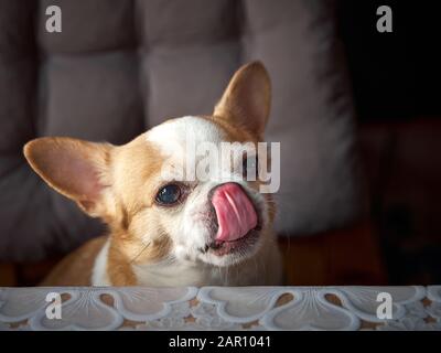 Chihua hua Hund sitzt am Tisch Stockfoto